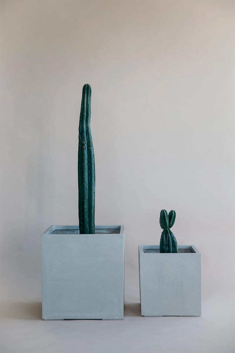 White cube planter with cacti from The Green Room