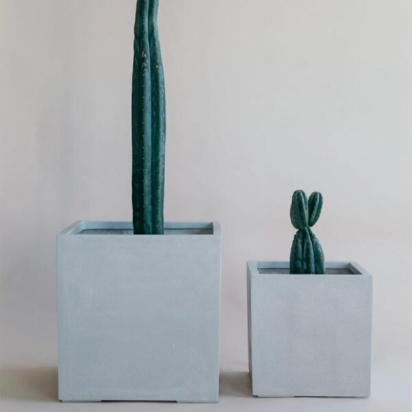 White cube planters in 2 sizes with cacti from The Green Room