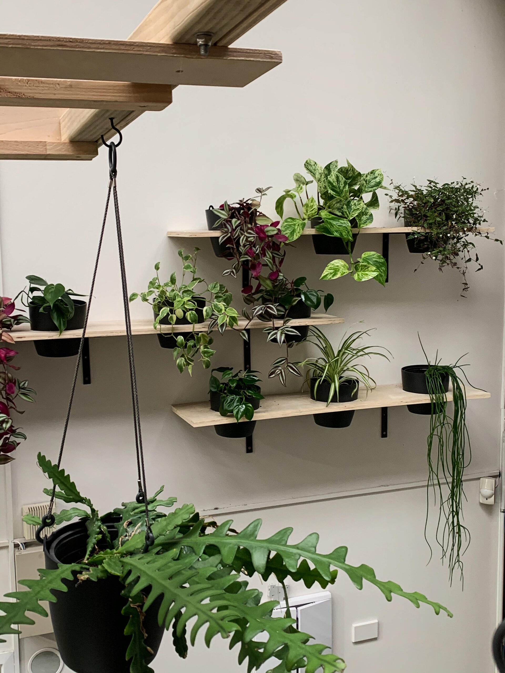 Hanging indoor plants - event hire or long term hire from The Green Room, Tauranga