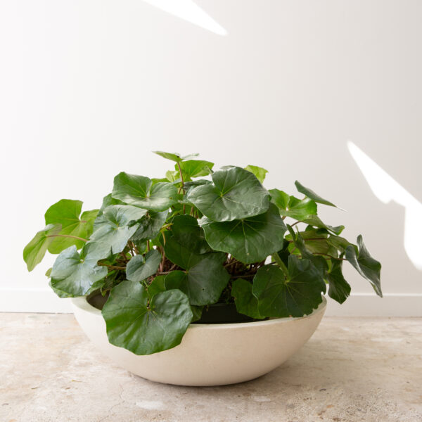 White Tabletop Planter Bowl from The Green Room NZ