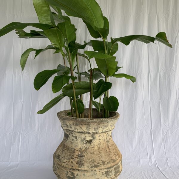 Pluto Pot C - plant pot with large plant - buy or hire from The Green Room, Tauranga