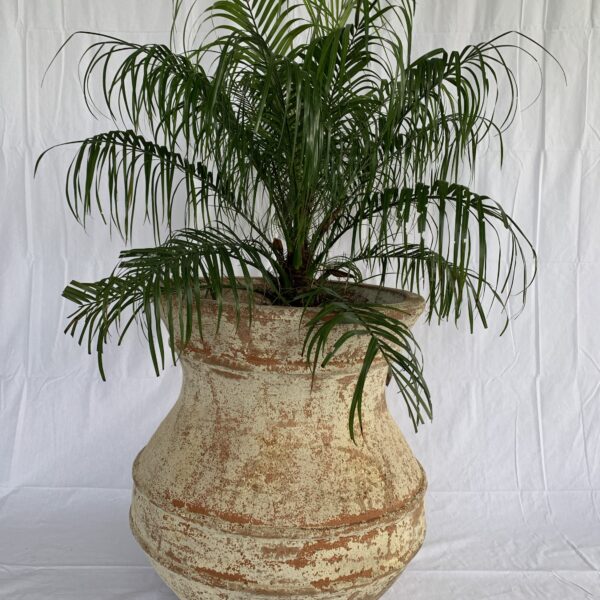 Pluto Pot C - plant pot with plant - buy or hire from The Green Room, Tauranga