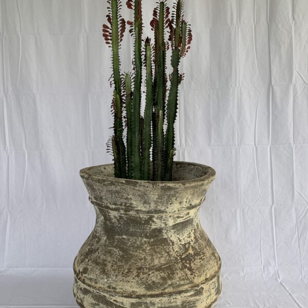 Pluto Pot with cactus - plant pot with plant - buy or hire from The Green Room, Tauranga