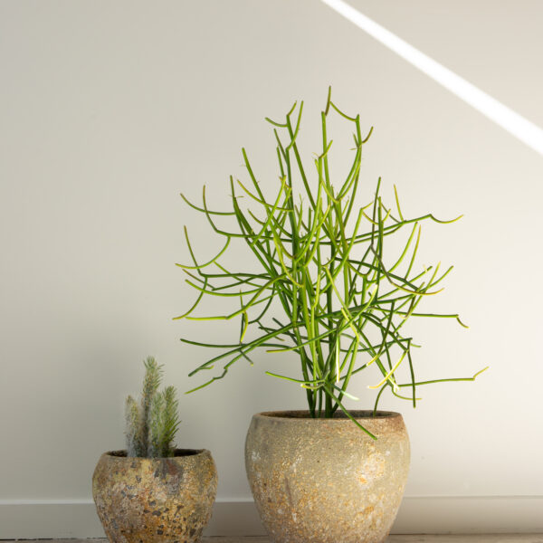 Atlantis Tulip Planter duo planter pots for sale from the Green Room in Tauranga